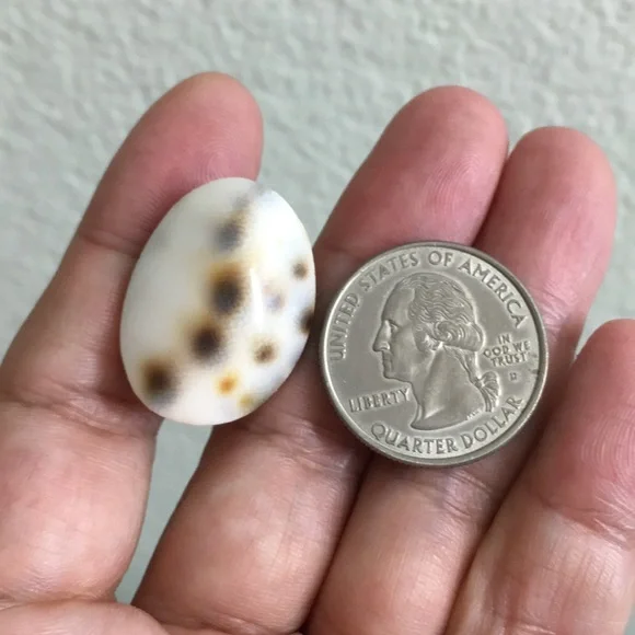 🖤Shell pin - Picture 7 of 7